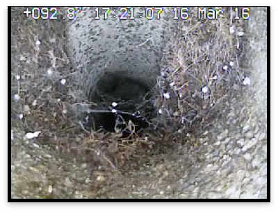 sewer scope inspection camera reveals root-intrusion in the side sewer